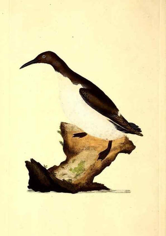 Reproducción/Reproduction 49530815333: The natural history of British birds, or, A selection of the most rare, beautiful and interesting birds which inhabit this country :. London :Printed for the author, and for F. and C. Rivington ...,1794[-1819]. 