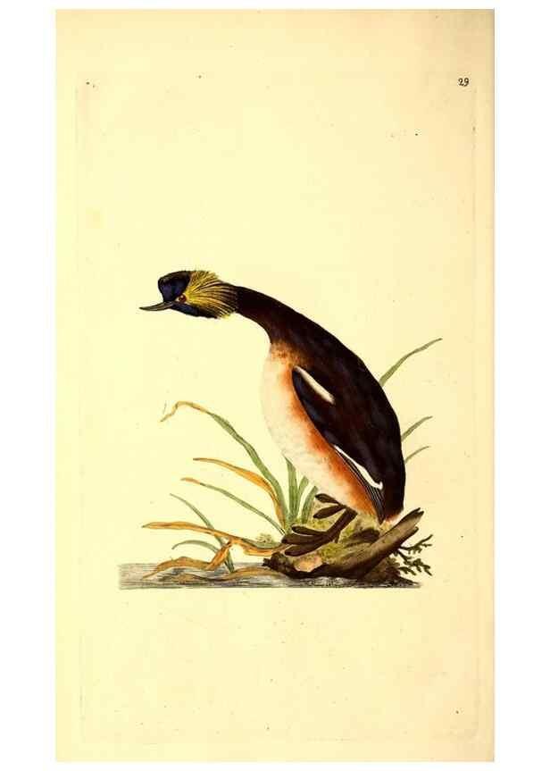 Reproducción/Reproduction 49530815578: The natural history of British birds, or, A selection of the most rare, beautiful and interesting birds which inhabit this country :. London :Printed for the author, and for F. and C. Rivington ...,1794[-1819]. 