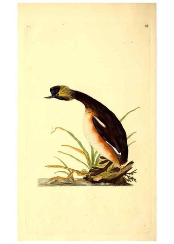 Reproducción/Reproduction 49530815578: The natural history of British birds, or, A selection of the most rare, beautiful and interesting birds which inhabit this country :. London :Printed for the author, and for F. and C. Rivington ...,1794[-1819]. 