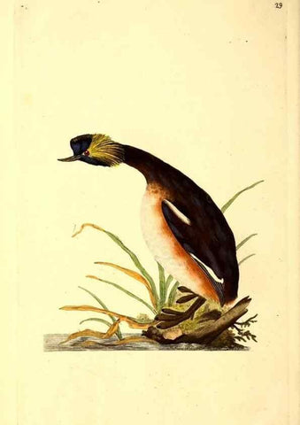 Reproducción/Reproduction 49530815578: The natural history of British birds, or, A selection of the most rare, beautiful and interesting birds which inhabit this country :. London :Printed for the author, and for F. and C. Rivington ...,1794[-1819]. 