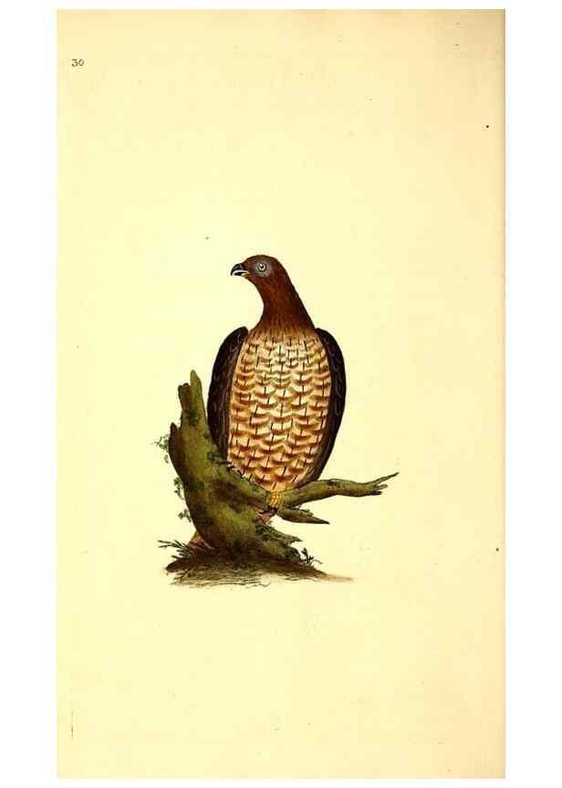 Reproducción/Reproduction 49530815753: The natural history of British birds, or, A selection of the most rare, beautiful and interesting birds which inhabit this country :. London :Printed for the author, and for F. and C. Rivington ...,1794[-1819]. 