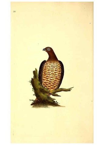 Reproducción/Reproduction 49530815753: The natural history of British birds, or, A selection of the most rare, beautiful and interesting birds which inhabit this country :. London :Printed for the author, and for F. and C. Rivington ...,1794[-1819]. 