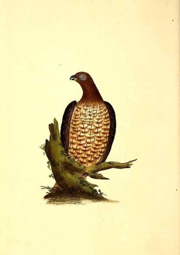 Reproducción/Reproduction 49530815753: The natural history of British birds, or, A selection of the most rare, beautiful and interesting birds which inhabit this country :. London :Printed for the author, and for F. and C. Rivington ...,1794[-1819]. 