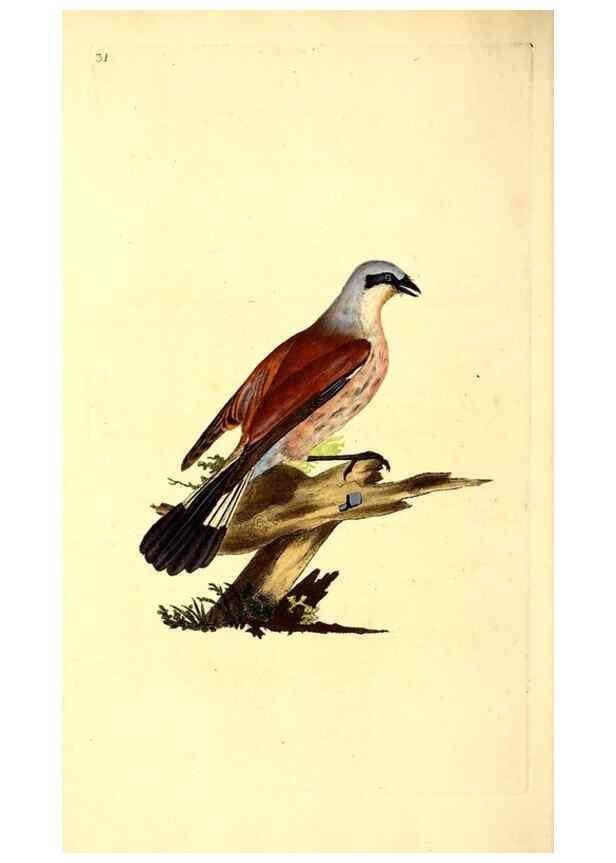Reproducción/Reproduction 49531543372: The natural history of British birds, or, A selection of the most rare, beautiful and interesting birds which inhabit this country :. London :Printed for the author, and for F. and C. Rivington ...,1794[-1819]. 