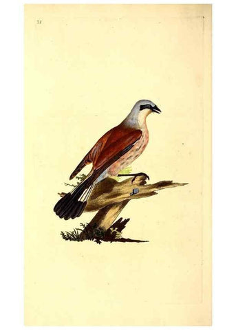 Reproducción/Reproduction 49531543372: The natural history of British birds, or, A selection of the most rare, beautiful and interesting birds which inhabit this country :. London :Printed for the author, and for F. and C. Rivington ...,1794[-1819]. 