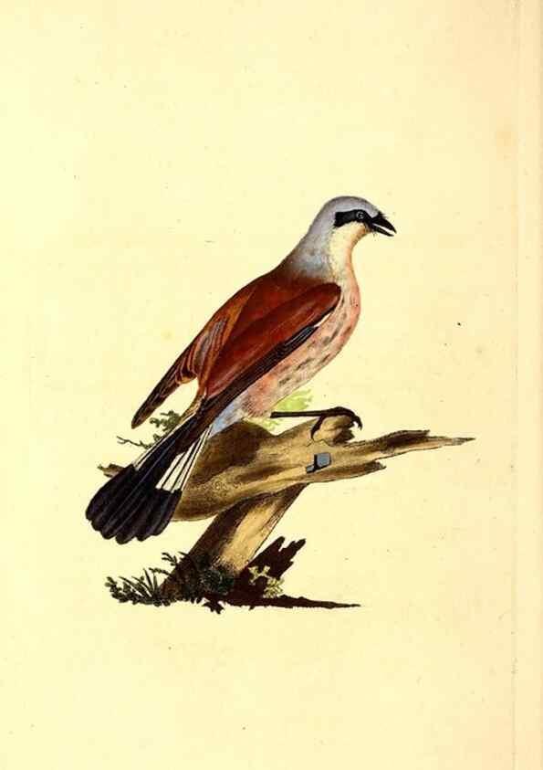 Reproducción/Reproduction 49531543372: The natural history of British birds, or, A selection of the most rare, beautiful and interesting birds which inhabit this country :. London :Printed for the author, and for F. and C. Rivington ...,1794[-1819]. 