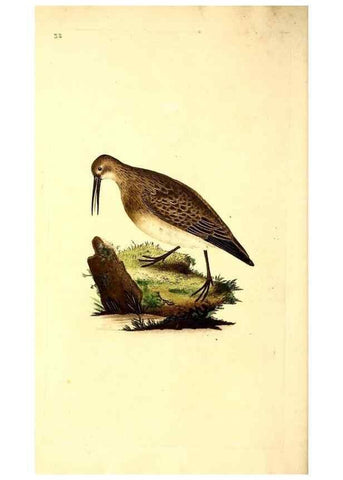 Reproducción/Reproduction 49531543542: The natural history of British birds, or, A selection of the most rare, beautiful and interesting birds which inhabit this country :. London :Printed for the author, and for F. and C. Rivington ...,1794[-1819]. 