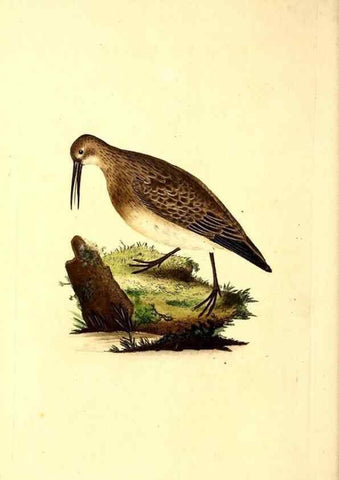 Reproducción/Reproduction 49531543542: The natural history of British birds, or, A selection of the most rare, beautiful and interesting birds which inhabit this country :. London :Printed for the author, and for F. and C. Rivington ...,1794[-1819]. 
