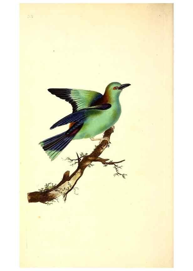 Reproducción/Reproduction 49530816353: The natural history of British birds, or, A selection of the most rare, beautiful and interesting birds which inhabit this country :. London :Printed for the author, and for F. and C. Rivington ...,1794[-1819]. 