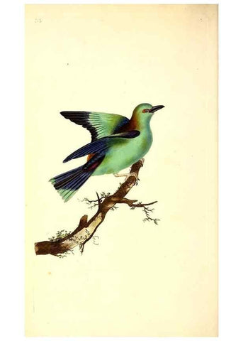 Reproducción/Reproduction 49530816353: The natural history of British birds, or, A selection of the most rare, beautiful and interesting birds which inhabit this country :. London :Printed for the author, and for F. and C. Rivington ...,1794[-1819]. 
