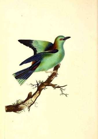 Reproducción/Reproduction 49530816353: The natural history of British birds, or, A selection of the most rare, beautiful and interesting birds which inhabit this country :. London :Printed for the author, and for F. and C. Rivington ...,1794[-1819]. 