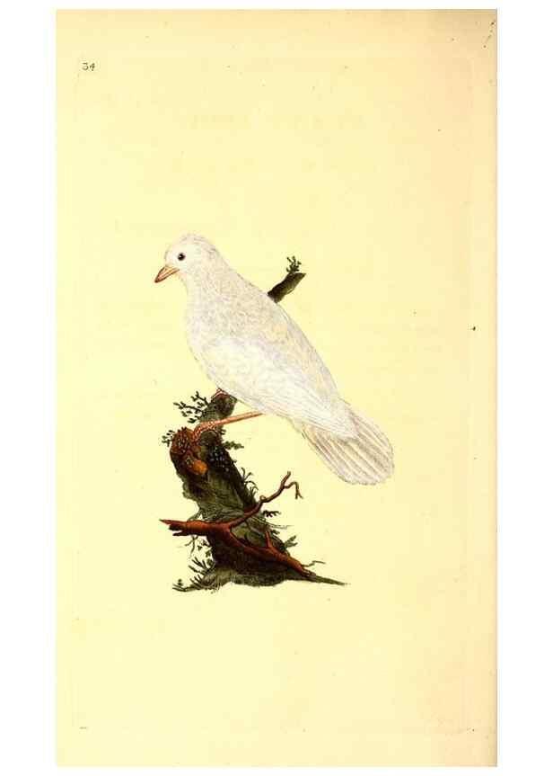 Reproducción/Reproduction 49531320351: The natural history of British birds, or, A selection of the most rare, beautiful and interesting birds which inhabit this country :. London :Printed for the author, and for F. and C. Rivington ...,1794[-1819]. 