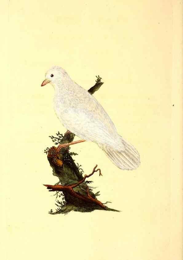 Reproducción/Reproduction 49531320351: The natural history of British birds, or, A selection of the most rare, beautiful and interesting birds which inhabit this country :. London :Printed for the author, and for F. and C. Rivington ...,1794[-1819]. 