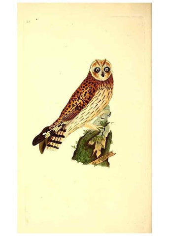 Reproducción/Reproduction 49531544282: The natural history of British birds, or, A selection of the most rare, beautiful and interesting birds which inhabit this country :. London :Printed for the author, and for F. and C. Rivington ...,1794[-1819]. 