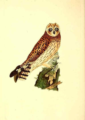 Reproducción/Reproduction 49531544282: The natural history of British birds, or, A selection of the most rare, beautiful and interesting birds which inhabit this country :. London :Printed for the author, and for F. and C. Rivington ...,1794[-1819]. 