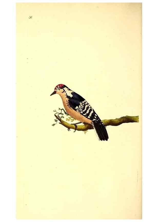 Reproducción/Reproduction 49531320896: The natural history of British birds, or, A selection of the most rare, beautiful and interesting birds which inhabit this country :. London :Printed for the author, and for F. and C. Rivington ...,1794[-1819]. 