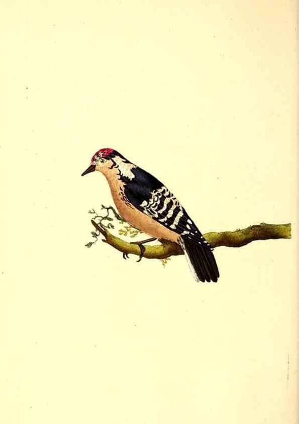 Reproducción/Reproduction 49531320896: The natural history of British birds, or, A selection of the most rare, beautiful and interesting birds which inhabit this country :. London :Printed for the author, and for F. and C. Rivington ...,1794[-1819]. 