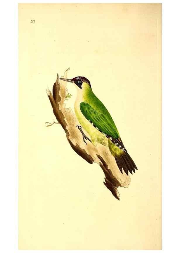 Reproducción/Reproduction 49530817333: The natural history of British birds, or, A selection of the most rare, beautiful and interesting birds which inhabit this country :. London :Printed for the author, and for F. and C. Rivington ...,1794[-1819]. 