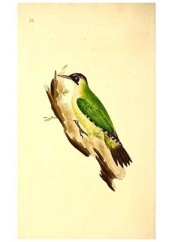 Reproducción/Reproduction 49530817333: The natural history of British birds, or, A selection of the most rare, beautiful and interesting birds which inhabit this country :. London :Printed for the author, and for F. and C. Rivington ...,1794[-1819]. 