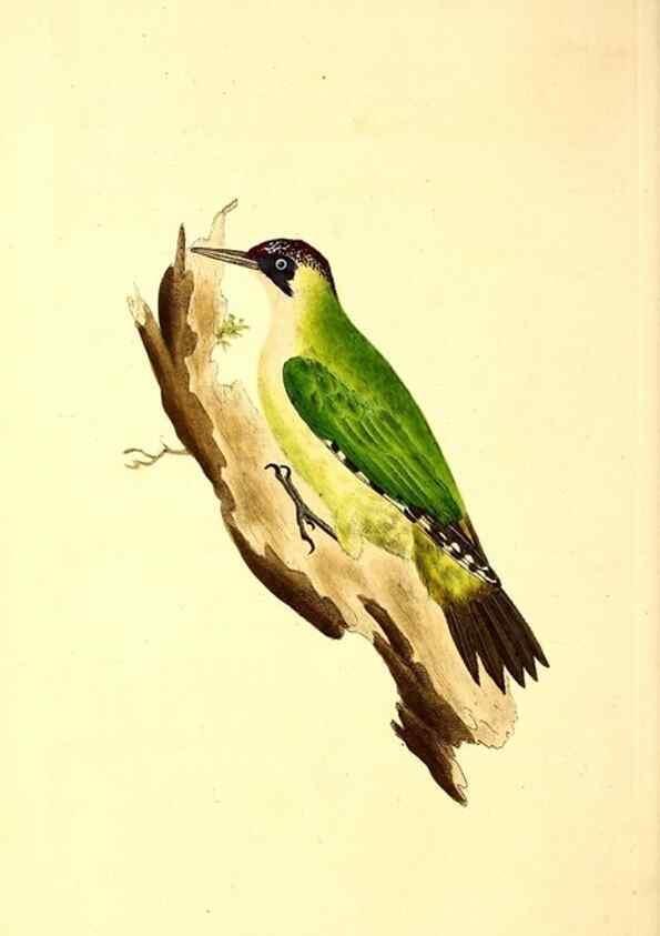 Reproducción/Reproduction 49530817333: The natural history of British birds, or, A selection of the most rare, beautiful and interesting birds which inhabit this country :. London :Printed for the author, and for F. and C. Rivington ...,1794[-1819]. 