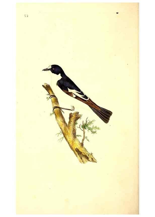 Reproducción/Reproduction 49531206566: The natural history of British birds, or, A selection of the most rare, beautiful and interesting birds which inhabit this country :. London :Printed for the author, and for F. and C. Rivington ...,1794[-1819]. 