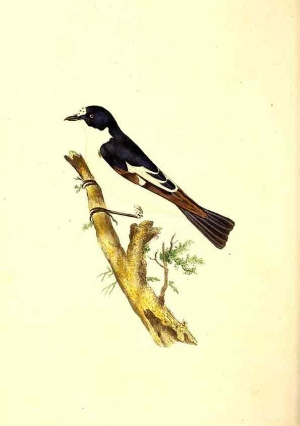 Reproducción/Reproduction 49531206566: The natural history of British birds, or, A selection of the most rare, beautiful and interesting birds which inhabit this country :. London :Printed for the author, and for F. and C. Rivington ...,1794[-1819]. 