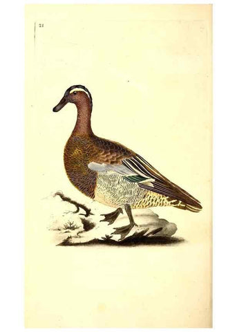 Reproducción/Reproduction 49531206366: The natural history of British birds, or, A selection of the most rare, beautiful and interesting birds which inhabit this country :. London :Printed for the author, and for F. and C. Rivington ...,1794[-1819]. 