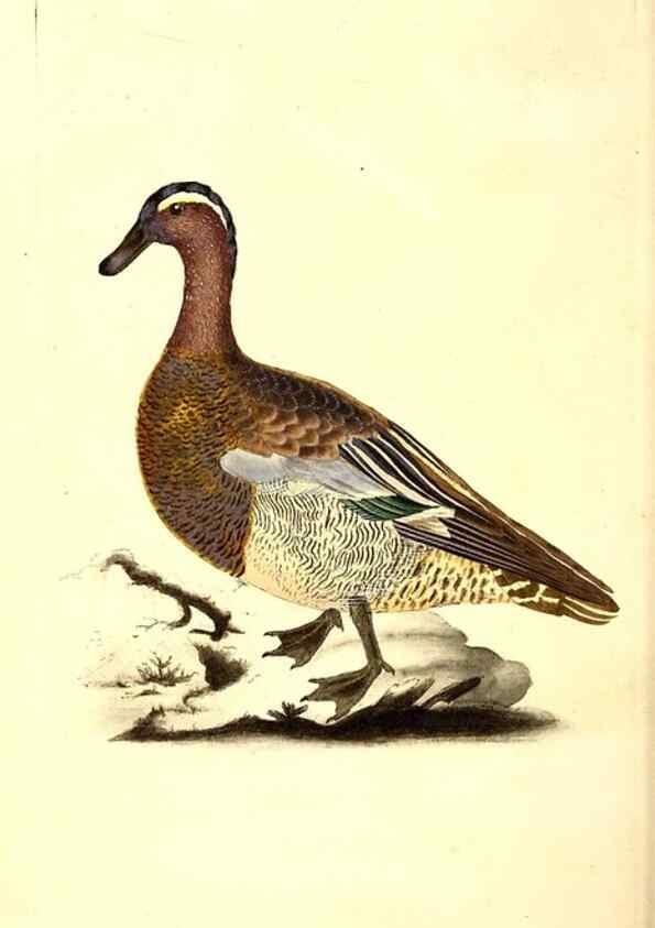 Reproducción/Reproduction 49531206366: The natural history of British birds, or, A selection of the most rare, beautiful and interesting birds which inhabit this country :. London :Printed for the author, and for F. and C. Rivington ...,1794[-1819]. 