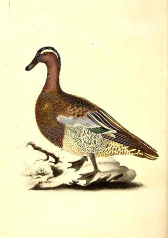 Reproducción/Reproduction 49531206366: The natural history of British birds, or, A selection of the most rare, beautiful and interesting birds which inhabit this country :. London :Printed for the author, and for F. and C. Rivington ...,1794[-1819]. 