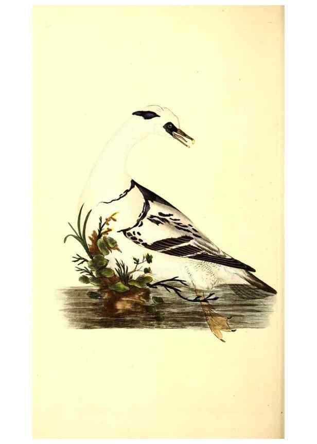 Reproducción/Reproduction 49530703468: The natural history of British birds, or, A selection of the most rare, beautiful and interesting birds which inhabit this country :. London :Printed for the author, and for F. and C. Rivington ...,1794[-1819]. 