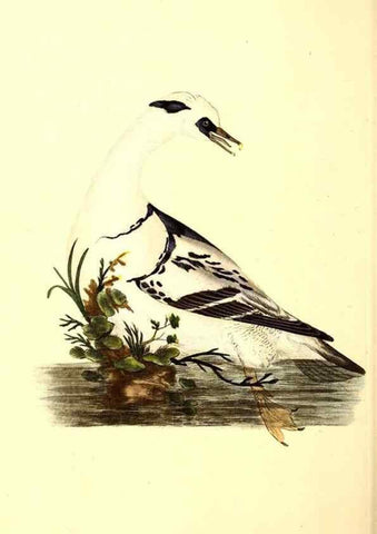 Reproducción/Reproduction 49530703468: The natural history of British birds, or, A selection of the most rare, beautiful and interesting birds which inhabit this country :. London :Printed for the author, and for F. and C. Rivington ...,1794[-1819]. 