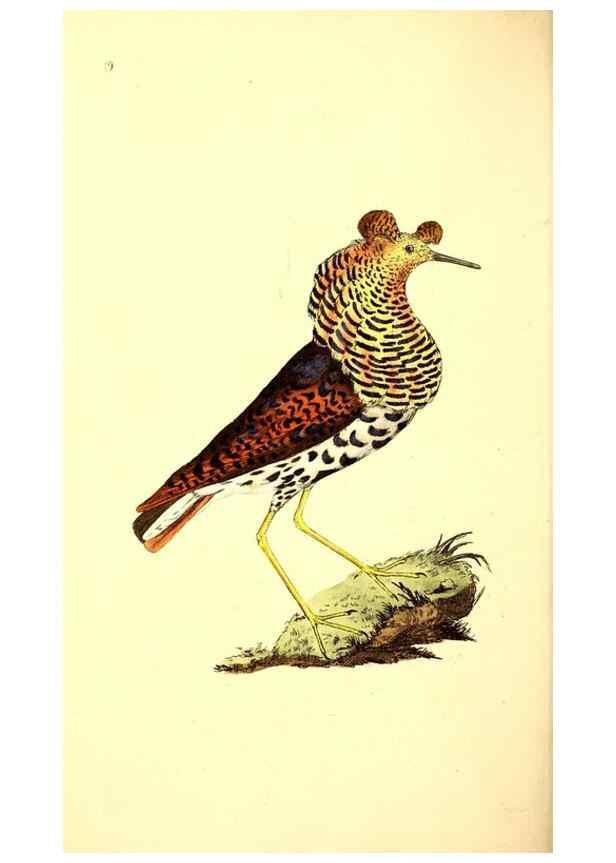 Reproducción/Reproduction 49531430242: The natural history of British birds, or, A selection of the most rare, beautiful and interesting birds which inhabit this country :. London :Printed for the author, and for F. and C. Rivington ...,1794[-1819]. 