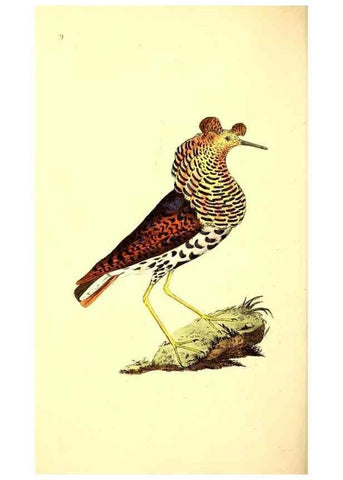 Reproducción/Reproduction 49531430242: The natural history of British birds, or, A selection of the most rare, beautiful and interesting birds which inhabit this country :. London :Printed for the author, and for F. and C. Rivington ...,1794[-1819]. 