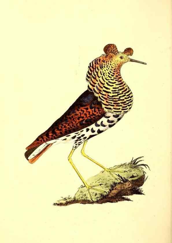 Reproducción/Reproduction 49531430242: The natural history of British birds, or, A selection of the most rare, beautiful and interesting birds which inhabit this country :. London :Printed for the author, and for F. and C. Rivington ...,1794[-1819]. 