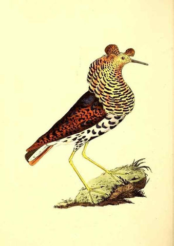 Reproducción/Reproduction 49531430242: The natural history of British birds, or, A selection of the most rare, beautiful and interesting birds which inhabit this country :. London :Printed for the author, and for F. and C. Rivington ...,1794[-1819]. 