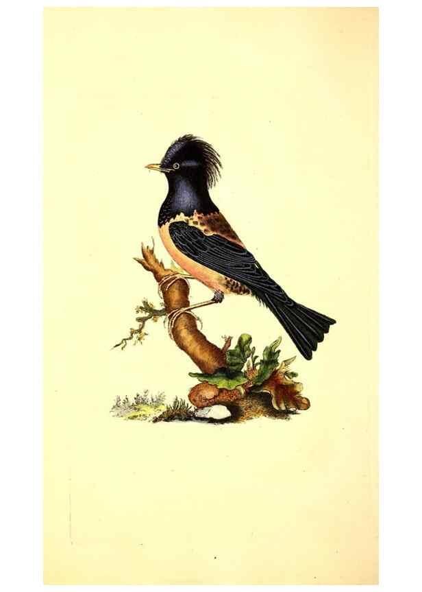 Reproducción/Reproduction 49531424542: The natural history of British birds, or, A selection of the most rare, beautiful and interesting birds which inhabit this country :. London :Printed for the author, and for F. and C. Rivington ...,1794[-1819]. 