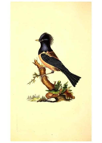 Reproducción/Reproduction 49531424542: The natural history of British birds, or, A selection of the most rare, beautiful and interesting birds which inhabit this country :. London :Printed for the author, and for F. and C. Rivington ...,1794[-1819]. 