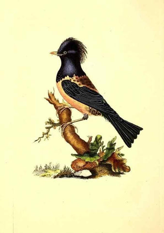 Reproducción/Reproduction 49531424542: The natural history of British birds, or, A selection of the most rare, beautiful and interesting birds which inhabit this country :. London :Printed for the author, and for F. and C. Rivington ...,1794[-1819]. 