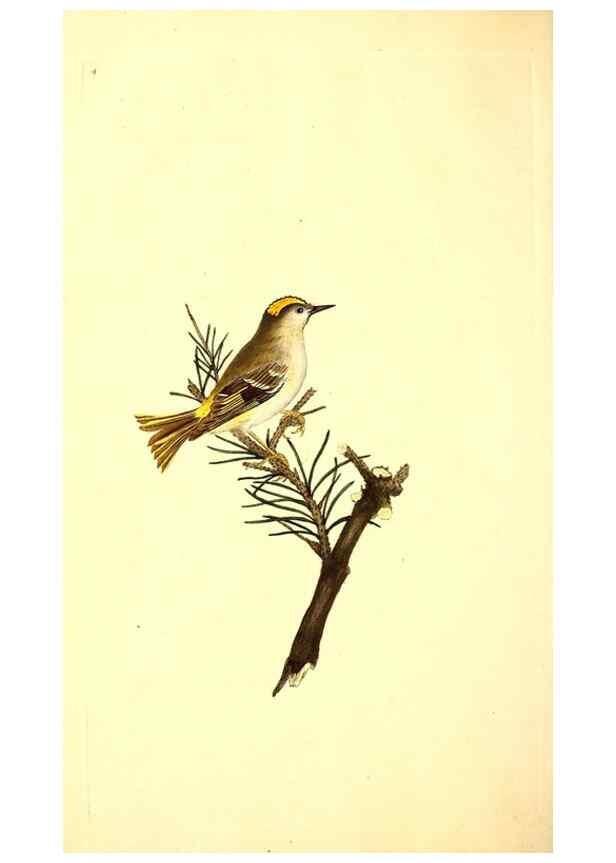 Reproducción/Reproduction 49530698073: The natural history of British birds, or, A selection of the most rare, beautiful and interesting birds which inhabit this country :. London :Printed for the author, and for F. and C. Rivington ...,1794[-1819]. 