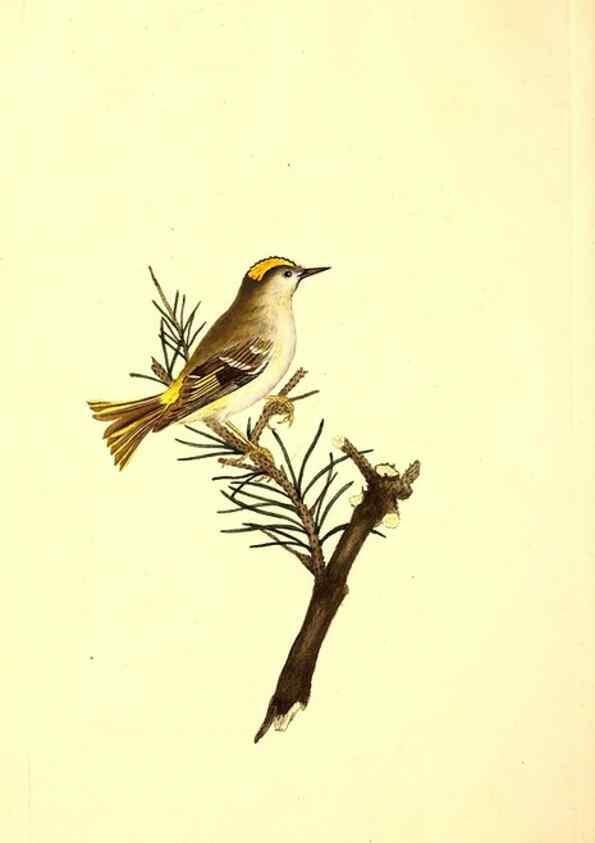 Reproducción/Reproduction 49530698073: The natural history of British birds, or, A selection of the most rare, beautiful and interesting birds which inhabit this country :. London :Printed for the author, and for F. and C. Rivington ...,1794[-1819]. 