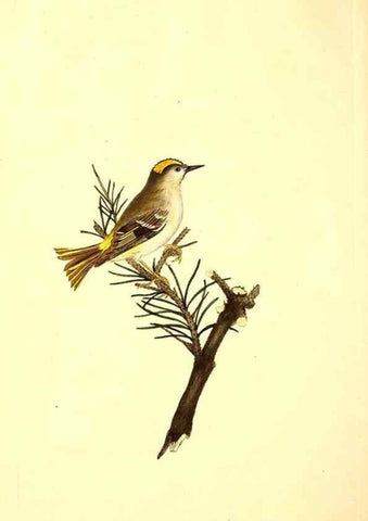Reproducción/Reproduction 49530698073: The natural history of British birds, or, A selection of the most rare, beautiful and interesting birds which inhabit this country :. London :Printed for the author, and for F. and C. Rivington ...,1794[-1819]. 