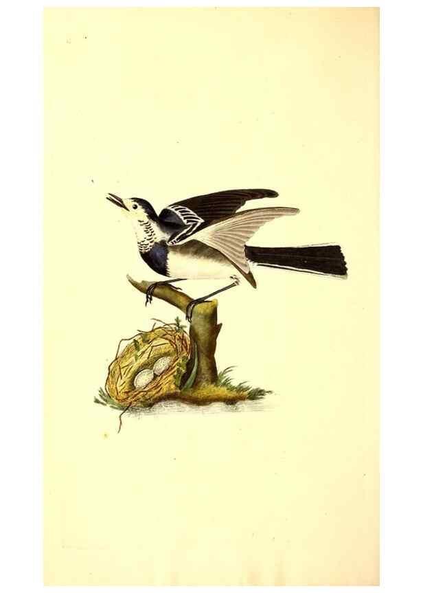 Reproducción/Reproduction 49531425232: The natural history of British birds, or, A selection of the most rare, beautiful and interesting birds which inhabit this country :. London :Printed for the author, and for F. and C. Rivington ...,1794[-1819]. 