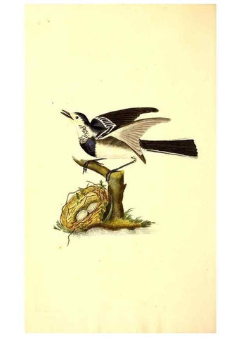 Reproducción/Reproduction 49531425232: The natural history of British birds, or, A selection of the most rare, beautiful and interesting birds which inhabit this country :. London :Printed for the author, and for F. and C. Rivington ...,1794[-1819]. 