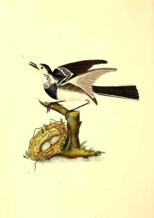 Reproducción/Reproduction 49531425232: The natural history of British birds, or, A selection of the most rare, beautiful and interesting birds which inhabit this country :. London :Printed for the author, and for F. and C. Rivington ...,1794[-1819]. 