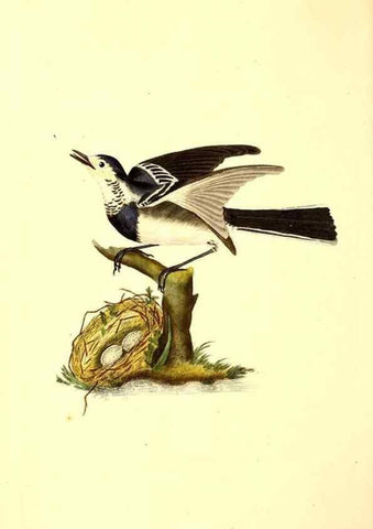 Reproducción/Reproduction 49531425232: The natural history of British birds, or, A selection of the most rare, beautiful and interesting birds which inhabit this country :. London :Printed for the author, and for F. and C. Rivington ...,1794[-1819]. 