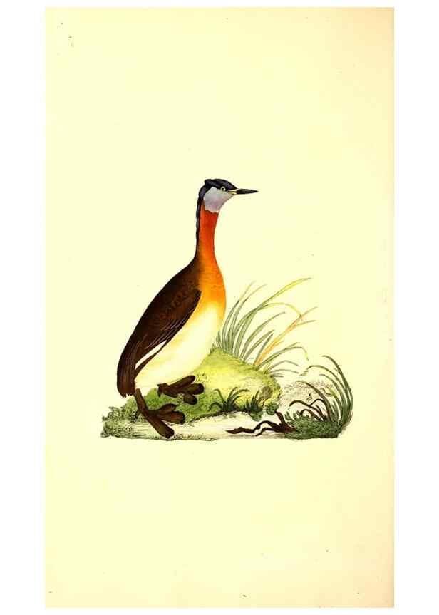 Reproducción/Reproduction 49530699048: The natural history of British birds, or, A selection of the most rare, beautiful and interesting birds which inhabit this country :. London :Printed for the author, and for F. and C. Rivington ...,1794[-1819]. 
