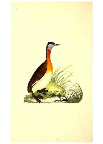 Reproducción/Reproduction 49530699048: The natural history of British birds, or, A selection of the most rare, beautiful and interesting birds which inhabit this country :. London :Printed for the author, and for F. and C. Rivington ...,1794[-1819]. 