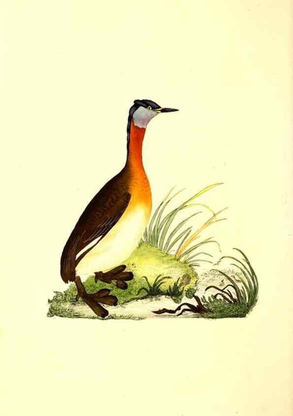 Reproducción/Reproduction 49530699048: The natural history of British birds, or, A selection of the most rare, beautiful and interesting birds which inhabit this country :. London :Printed for the author, and for F. and C. Rivington ...,1794[-1819]. 