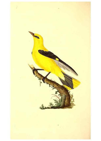 Reproducción/Reproduction 49531201826: The natural history of British birds, or, A selection of the most rare, beautiful and interesting birds which inhabit this country :. London :Printed for the author, and for F. and C. Rivington ...,1794[-1819]. 
