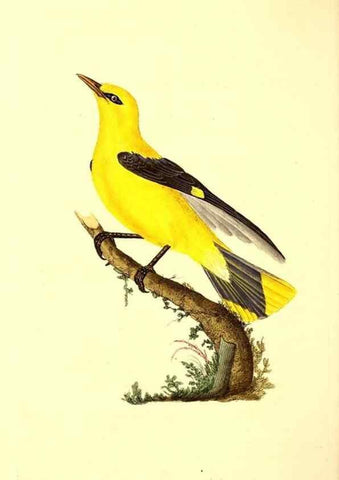 Reproducción/Reproduction 49531201826: The natural history of British birds, or, A selection of the most rare, beautiful and interesting birds which inhabit this country :. London :Printed for the author, and for F. and C. Rivington ...,1794[-1819]. 